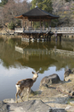 japon_nara_08-03-07-17-12-36-054.jpg