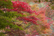 kyoto_10-11-14_11-20-20_126.jpg