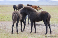 chevaux_Islande_15-08-10_16-41-46_009.jpg