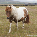 chevaux_Islande_15-08-10_16-45-57_028.jpg