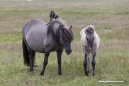 chevaux_Islande_15-08-10_16-47-17_030.jpg