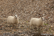 landmannalaugar_Islande_15-07-25_14-40-31_075.jpg