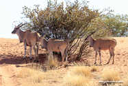 Namibie_J_16-10-04_16-14-08_1309.jpg