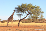 Namibie_J_16-10-04_17-34-16_1333.jpg