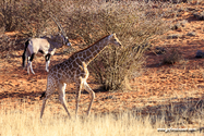 Namibie_J_16-10-04_17-36-54_1337.jpg