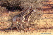 Namibie_J_16-10-04_17-37-22_1341.jpg