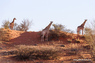 Namibie_J_16-10-04_17-40-44_1348.jpg