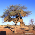 Namibie_J_16-10-04_18-13-30_1356.jpg