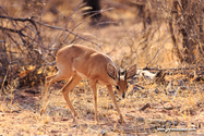 Namibie_J_16-09-15_16-19-33_083.jpg