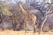 Namibie_J_16-09-15_17-03-44_097.jpg