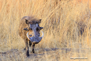 Namibie_J_16-09-15_18-04-46_118.jpg