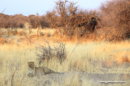 Namibie_J_16-09-15_18-24-57_141.jpg