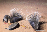 Namibie_J_16-09-15_21-29-47_153.jpg