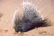 Namibie_J_16-09-15_21-31-20_156.jpg