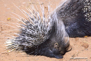 Namibie_J_16-09-15_21-58-13_161.jpg