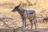 Namibie_J_16-09-16_08-54-39_200.jpg