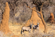 Namibie_J_16-09-16_08-55-05_202.jpg