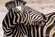 Namibie_J_16-09-17_15-25-56_300.jpg