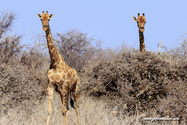 Namibie_J_16-09-17_15-44-45_305.jpg