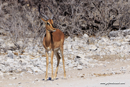 Namibie_J_16-09-17_15-44-55_306.jpg