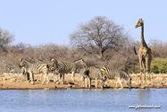 Namibie_J_16-09-17_16-04-40_310.jpg