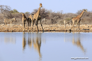 Namibie_J_16-09-17_16-12-03_316.jpg