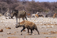 Namibie_J_16-09-18_10-48-38_338.jpg