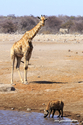 Namibie_J_16-09-18_10-52-00_346.jpg