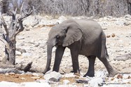 Namibie_J_16-09-18_11-56-40_383.jpg