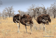 Namibie_J_16-09-18_12-25-09_400.jpg