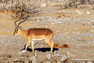 Namibie_J_16-09-19_07-38-58_433.jpg