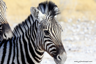 Namibie_J_16-09-19_09-11-29_445.jpg