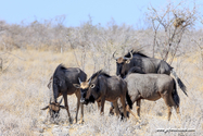 Namibie_J_16-09-19_09-49-25_449.jpg