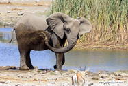 Namibie_J_16-09-19_11-13-57_460.jpg