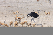 Namibie_J_16-09-19_12-11-29_470.jpg