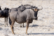 Namibie_J_16-09-20_09-18-40_536.jpg