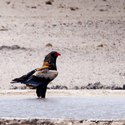 Namibie_J_16-09-20_13-15-20_557.jpg