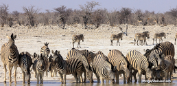 Namibie_J_16-09-21_10-08-33_610.jpg