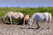 camargue_17-06-10_17-24-31_002.jpg