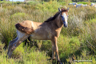 camargue_17-06-10_17-29-47_008.jpg