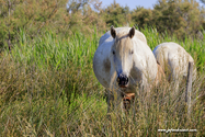 camargue_17-06-10_17-30-35_010.jpg