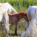 camargue_17-06-10_17-31-56_014.jpg