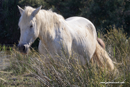 camargue_17-06-10_17-32-54_018.jpg