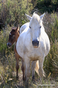 camargue_17-06-10_17-33-35_021.jpg