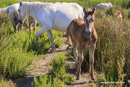 camargue_17-06-10_17-36-34_028.jpg