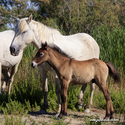 camargue_17-06-10_17-42-45_049.jpg