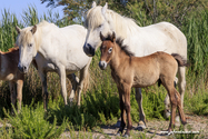 camargue_17-06-10_17-43-11_051.jpg