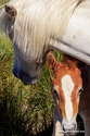 camargue_17-06-10_17-47-17_061.jpg