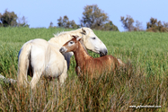 camargue_17-06-10_18-11-33_094.jpg