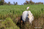 camargue_17-06-10_18-19-07_101.jpg